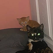 Beans is registered to the contest to win money with this photo: cat, kitten, orange_cat, tortoiseshell_cat, pets, indoor, animal, feline, eyes_reflecting, wall, resting, cute, young_cat, domestic_cat, fur, whiskers, paw, collar, bed, sleeping