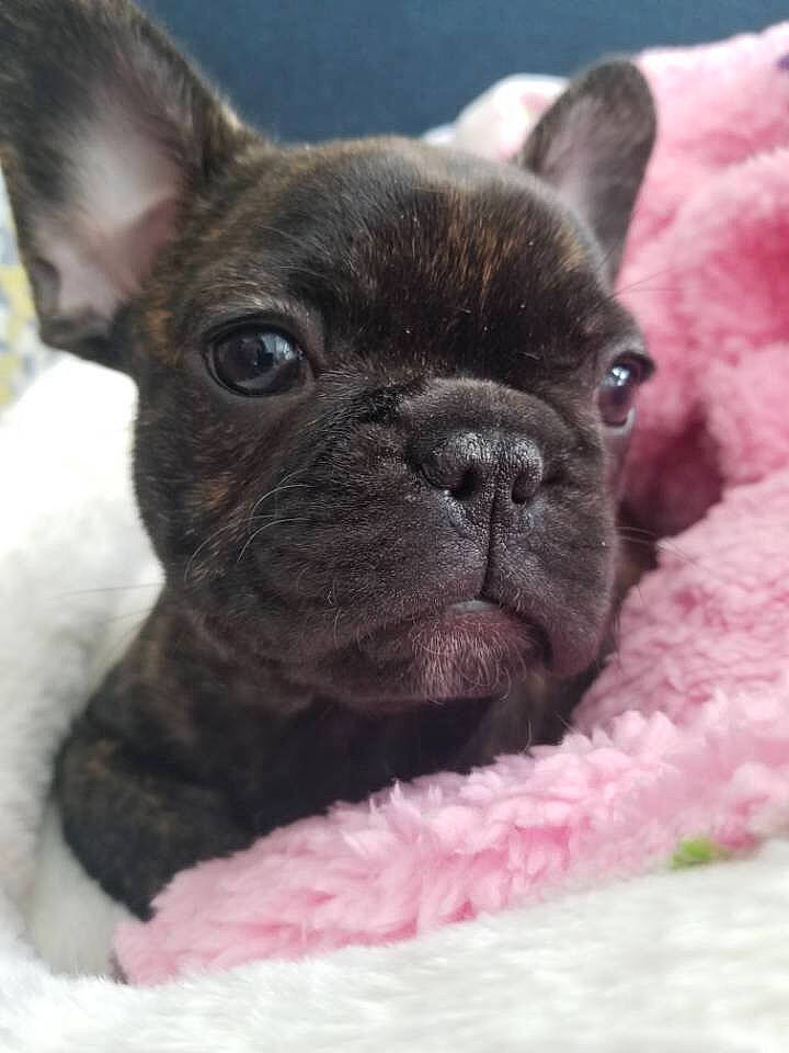 Coco joined the competition — help win amazing prizes! bulldog, canidae, carnivore, companion_dog, dog, dog_breed, fawn, french_bulldog, mammal, non_sporting_group, puppy, rare_breed_dog, skin, snout, toy_bulldog, vertebrate, whiskers
