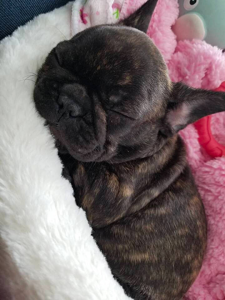 Coco is registered to the contest to win money with this photo: canidae, carnivore, companion_dog, dog, dog_breed, fawn, french_bulldog, mammal, non_sporting_group, puppy, snout, vertebrate