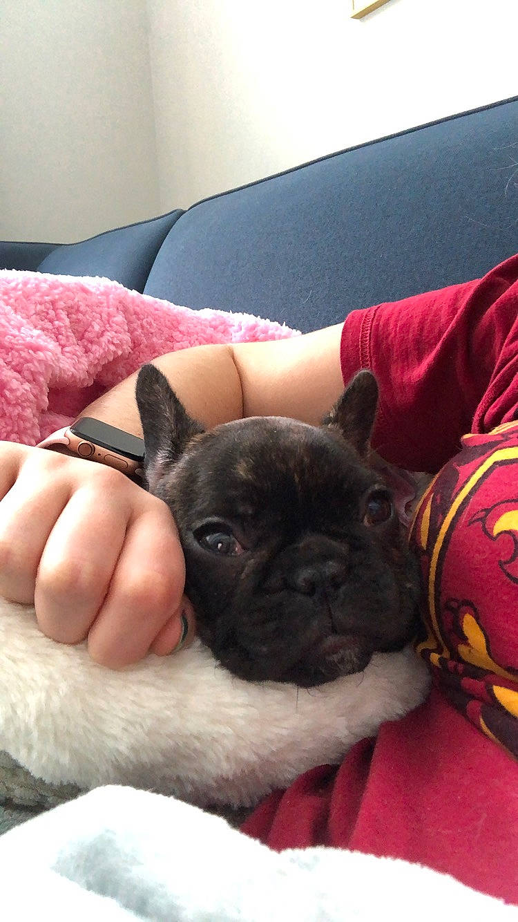 Coco joined the competition — help win amazing prizes! bulldog, canidae, carnivore, companion_dog, dog, dog_breed, fawn, french_bulldog, mammal, non_sporting_group, pug, puppy, skin, snout, toy_bulldog, vertebrate