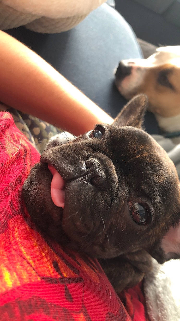 Coco is registered to the contest to win money with this photo: canidae, carnivore, companion_dog, dog, dog_breed, ear, fawn, french_bulldog, mammal, non_sporting_group, pug, puppy, skin, snout, vertebrate