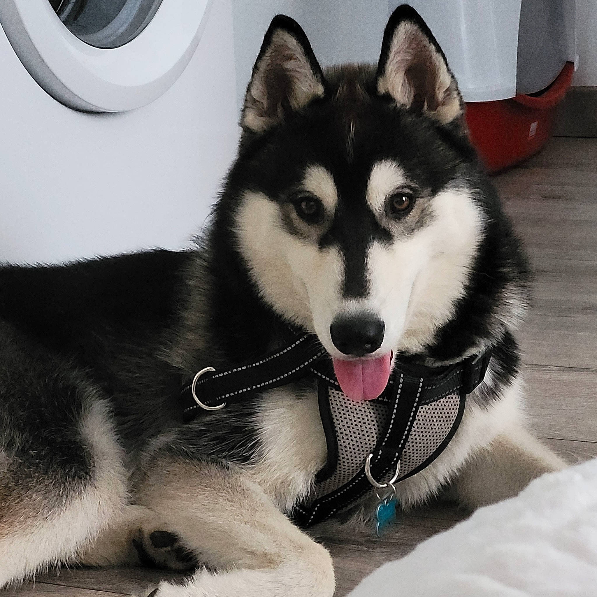 Echo a rejoint le concours — aidez-le/la à gagner de superbes lots ! art, canidae, carnivore, clothes_dryer, collar, companion_dog, dog, dog_breed, fur, jaw, recreation, siberian_husky, sled_dog, snout, terrestrial_animal, washing_machine, whiskers, white, working_animal, working_dog