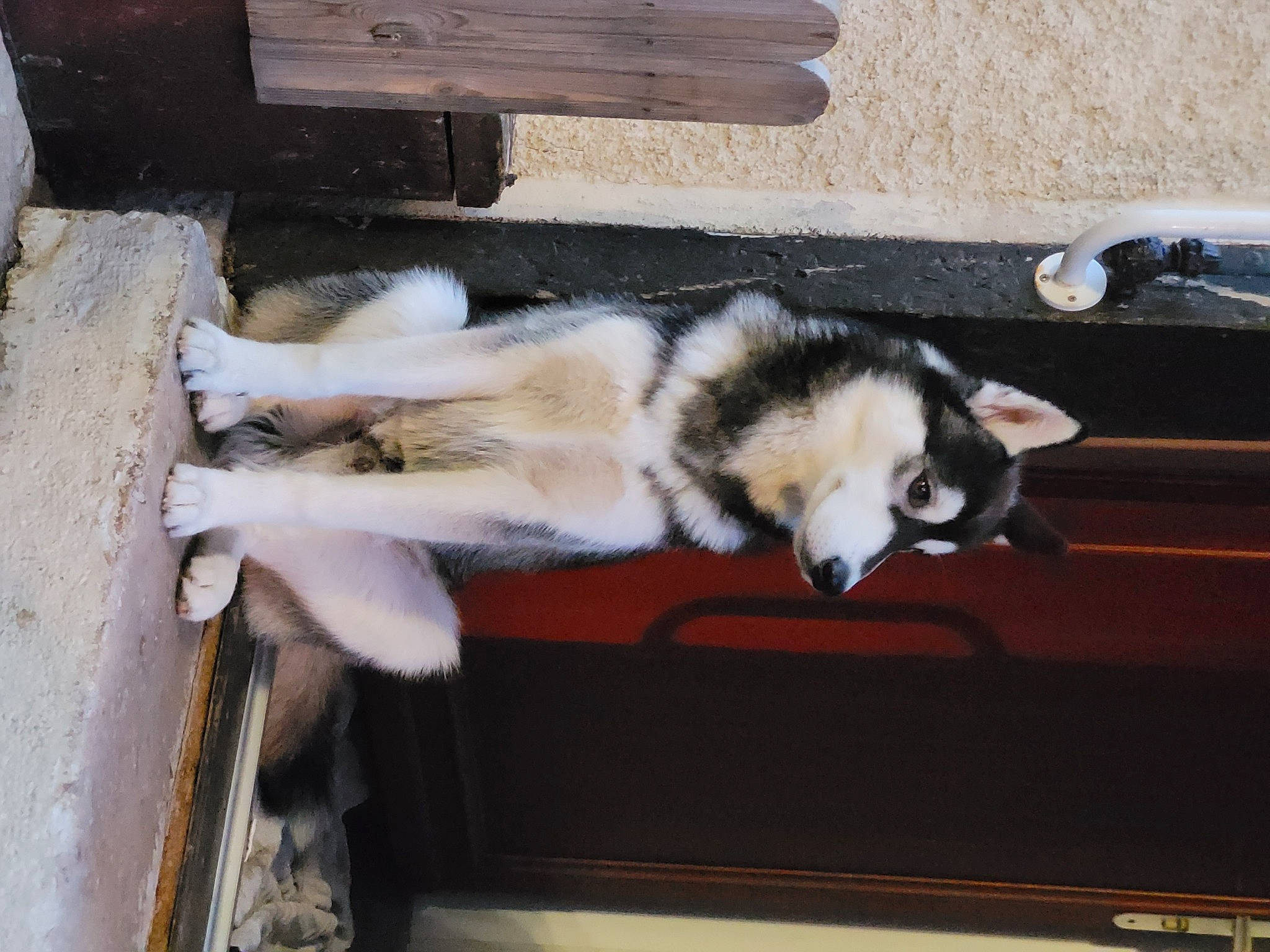 Echo a rejoint le concours — aidez-le/la à gagner de superbes lots ! canidae, canis, carnivore, companion_dog, dog, dog_breed, fawn, felidae, fur, herding_dog, siberian_husky, sled_dog, small_to_medium_sized_cats, snout, sporting_group, tail, terrestrial_animal, wood, working_animal, working_dog