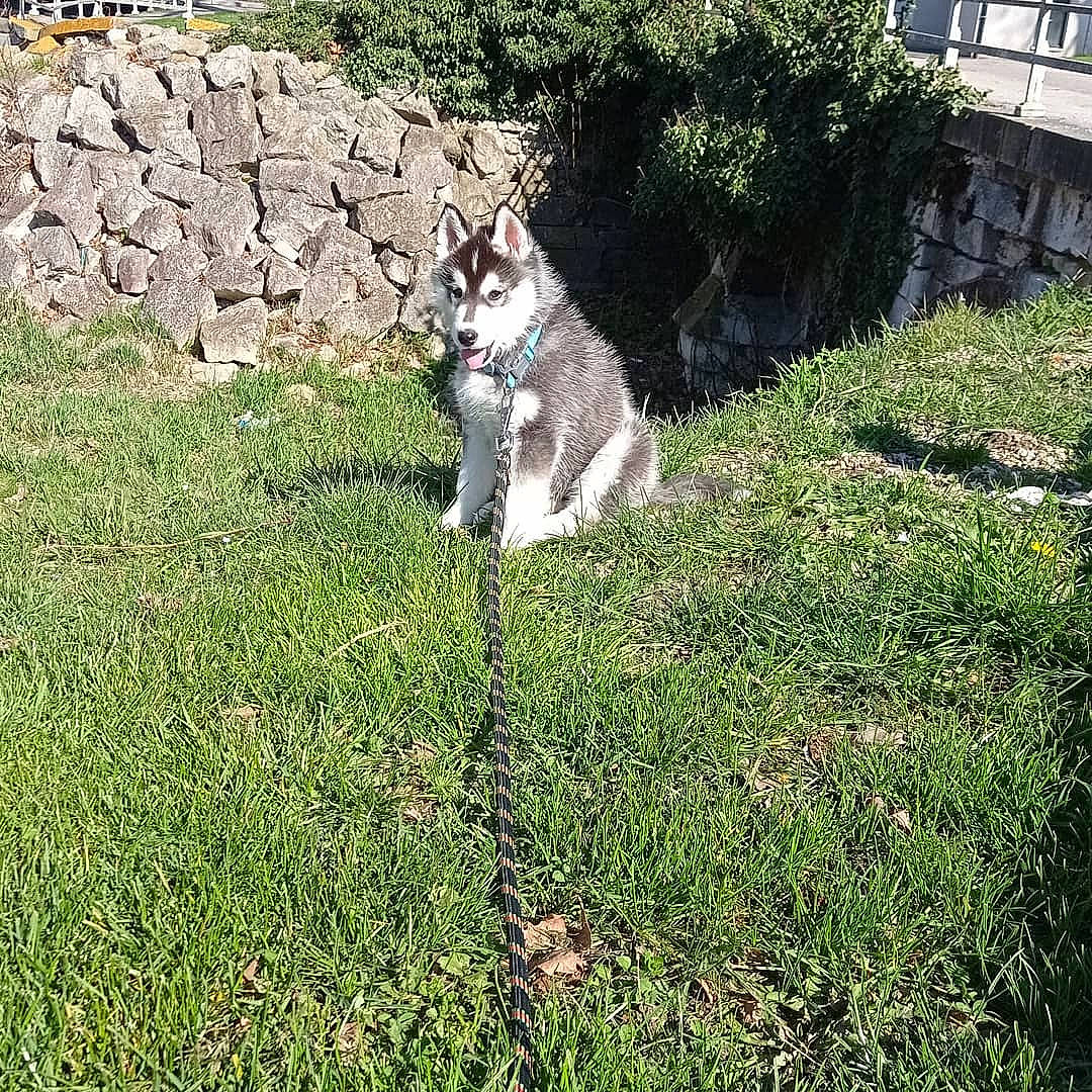 Echo a rejoint le concours — aidez-le/la à gagner de superbes lots ! carnivore, cat, companion_dog, dog, dog_breed, fawn, felidae, grass, grass_family, grassland, groundcover, landscape, lawn, meadow, plant, shrub, small_to_medium_sized_cats, sporting_group, tail, vegetation