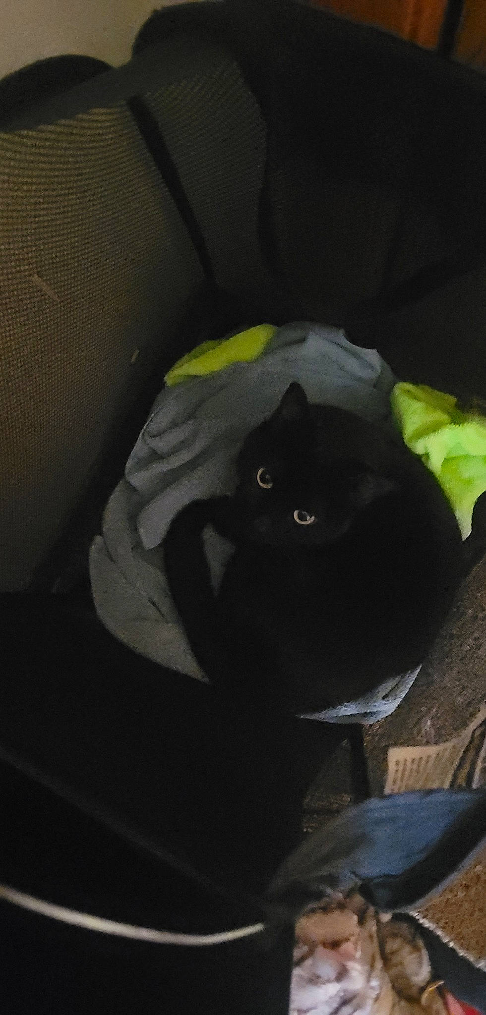 Freyja joined the competition — help win amazing prizes! bag, baggage, black_cat, carnivore, cat, cat_supply, comfort, darkness, domestic_short_haired_cat, felidae, fur, grey, luggage_and_bags, paper_product, room, small_to_medium_sized_cats, tail, tints_and_shades, whiskers