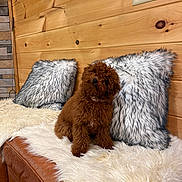 Bentley is registered to the contest to win money with this photo: dog, brown_dog, fluffy, puppy, couch, leather_couch, fur_pillow, white_fur, wooden_wall, cozy, indoor, pet, curious, head_tilt, furniture, home, decor, comfortable, animal, cute