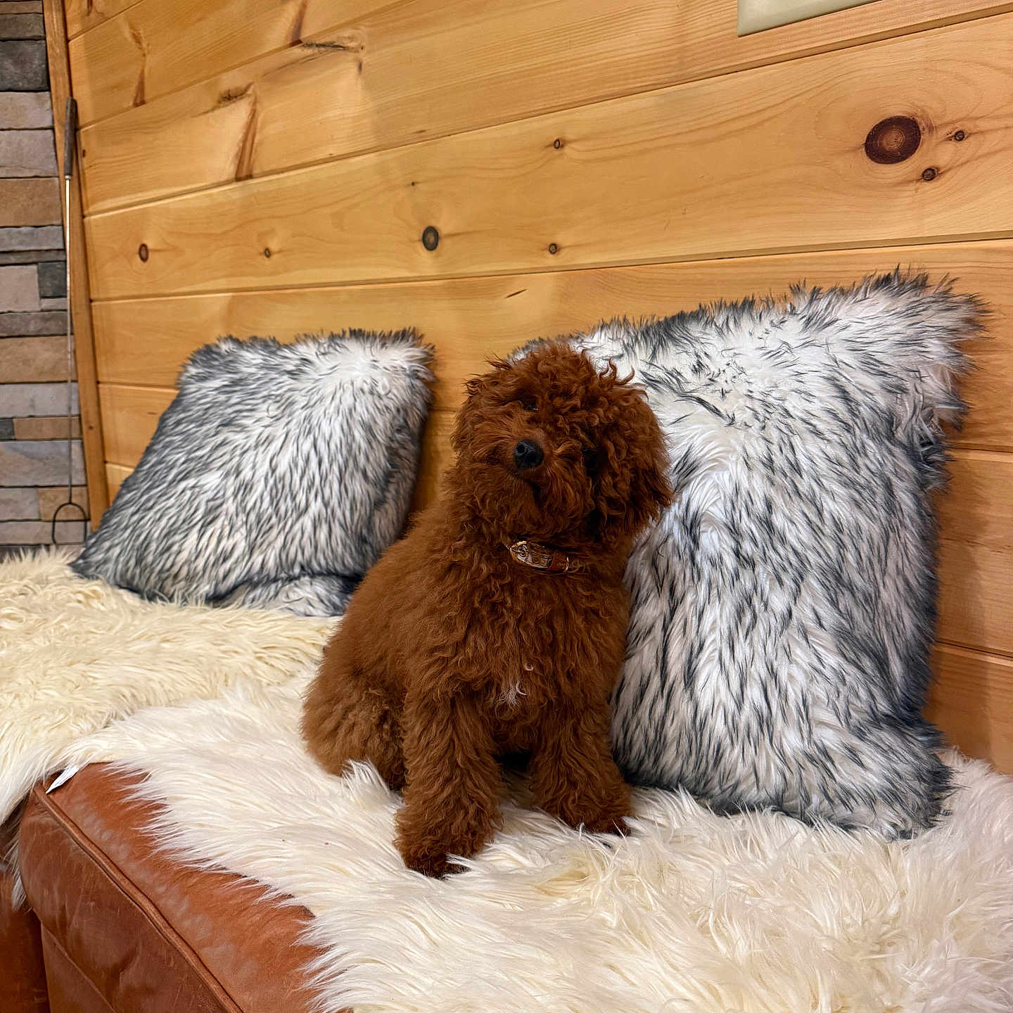 Bentley is registered to the contest to win money with this photo: animal, brown_dog, comfortable, couch, cozy, curious, cute, decor, dog, fluffy, fur_pillow, furniture, head_tilt, home, indoor, leather_couch, pet, puppy, white_fur, wooden_wall
