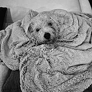 Candy participe au concours pour gagner de l'argent avec cette photo : dog, blanket, couch, fur, pet, cozy, indoors, texture, comfort, curly_fur, resting, wrapped, snuggled, soft, relaxation, head, animal, mammal, companion, home