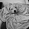 dog, blanket, couch, fur, pet, cozy, indoors, texture, comfort, curly_fur, resting, wrapped, snuggled, soft, relaxation, head, animal, mammal, companion, home
