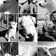 Candy participe au concours pour gagner de l'argent avec cette photo : black_and_white, close_up, collage, curly_fur, dog, harness, indoor, nature, outdoor, pavement, pet, portrait, relaxed, resting, shoes, side_profile, sunlight, trees, water, white_dog