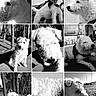 black_and_white, close_up, collage, curly_fur, dog, harness, indoor, nature, outdoor, pavement, pet, portrait, relaxed, resting, shoes, side_profile, sunlight, trees, water, white_dog
