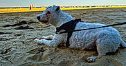 Candy participe au concours pour gagner de l'argent avec cette photo : animal, beach, boats, calm, daytime, dog, harness, leash, nature, outdoor, pet, relaxing, sand, seaside, shore, sky, sunlight, vacation, water, white_dog