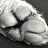 Candy a rejoint le concours — aidez-le/la à gagner de superbes lots ! animal, animal_paw, black_and_white, claw, close_up, cute, detail, foot, fur, furry, hair, macro, mammal, natural, pads, paw_pad, pet, skin, soft, texture