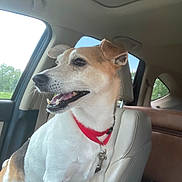 Ike joined the competition — help win amazing prizes! animal, canine, car_interior, daylight, dog, domestic_animal, ears, fur, happy, headrest, leash_hook, looking_out, nature_outside, pet, red_collar, road_trip, seat, smiling, tongue, window