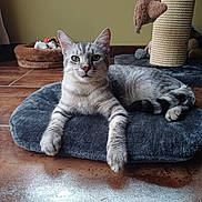 Kenzo a rejoint le concours — aidez-le/la à gagner de superbes lots ! cat, tabby_cat, gray_cat, pet, indoor, floor, cushion, scratching_post, toy, relaxed, animal, feline, looking_at_camera, home, pet_bed, fur, whiskers, ears, tail, resting