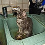 cat, kitten, sink, kitchen, faucet, utensils, gray_fur, yellow_eyes, tiled_wall, countertop, domestic_animal, pet, curious, sitting, indoor, household, feline, cleaning_tools, kitchenware, closeup