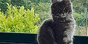 Azure participe au concours pour gagner de l'argent avec cette photo : cat, gray_cat, fluffy, sitting, windowsill, window, greenery, plants, trees, indoor, pet, animal, feline, fur, tail, nature, looking, cute, portrait, domestic_cat