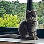 cat, gray_cat, fluffy, sitting, windowsill, window, greenery, plants, trees, indoor, pet, animal, feline, fur, tail, nature, looking, cute, portrait, domestic_cat