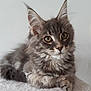 cat, kitten, gray_cat, fluffy, tabby, ears, whiskers, fur, pet, animal, cute, portrait, resting, indoor, soft, blanket, feline, young, closeup, curious