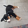 Loky participe au concours pour gagner de l'argent avec cette photo : puppy, dog, sleeping, floor, tile_floor, indoor, water_bowl, shoes, couch, black_fur, brown_fur, white_fur, pet, animal, resting, harness, household, cozy, cute, young_dog