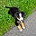 Loky