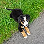 Loky a rejoint le concours — aidez-le/la à gagner de superbes lots ! puppy, bernese_mountain_dog, dog, grass, pavement, outdoor, animal, cute, young, playful, pet, tongue_out, black_fur, brown_fur, white_fur, paw, nature, greenery, sidewalk, small