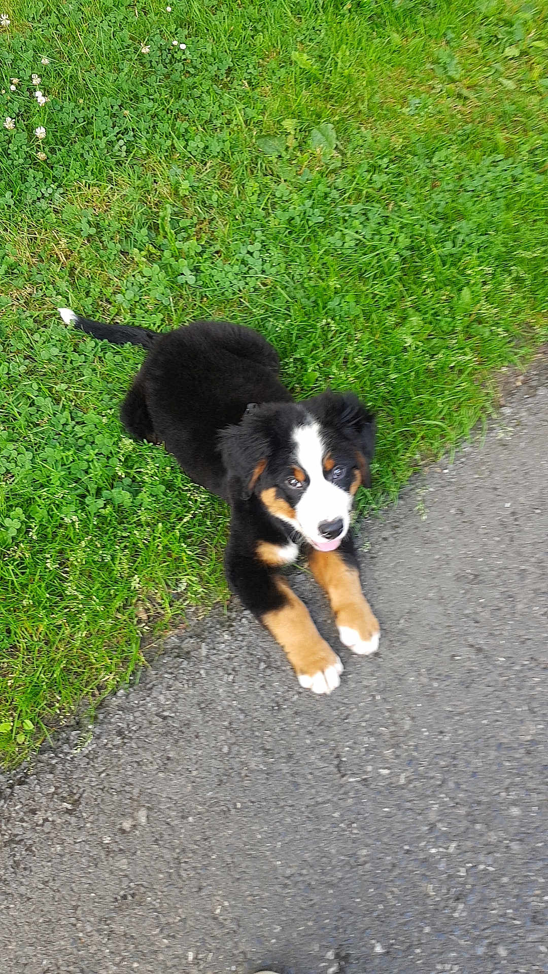 Loky a rejoint le concours — aidez-le/la à gagner de superbes lots ! puppy, bernese_mountain_dog, dog, grass, pavement, outdoor, animal, cute, young, playful, pet, tongue_out, black_fur, brown_fur, white_fur, paw, nature, greenery, sidewalk, small
