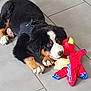 puppy, dog, bernese_mountain_dog, toy, plush_toy, floor, tile_floor, black_fur, white_fur, brown_fur, pet, playful, cute, young_dog, indoor, animal, lying_down, nibbling, curious, harness