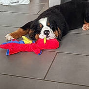 Loky participe au concours pour gagner de l'argent avec cette photo : puppy, dog, bernese_mountain_dog, sleeping, toy, plush_toy, floor, tile_floor, indoor, pet_bowls, black_fur, white_fur, brown_fur, resting, cute, domestic_animal, pet, home, relaxing, animal