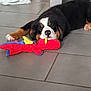 puppy, dog, bernese_mountain_dog, sleeping, toy, plush_toy, floor, tile_floor, indoor, pet_bowls, black_fur, white_fur, brown_fur, resting, cute, domestic_animal, pet, home, relaxing, animal