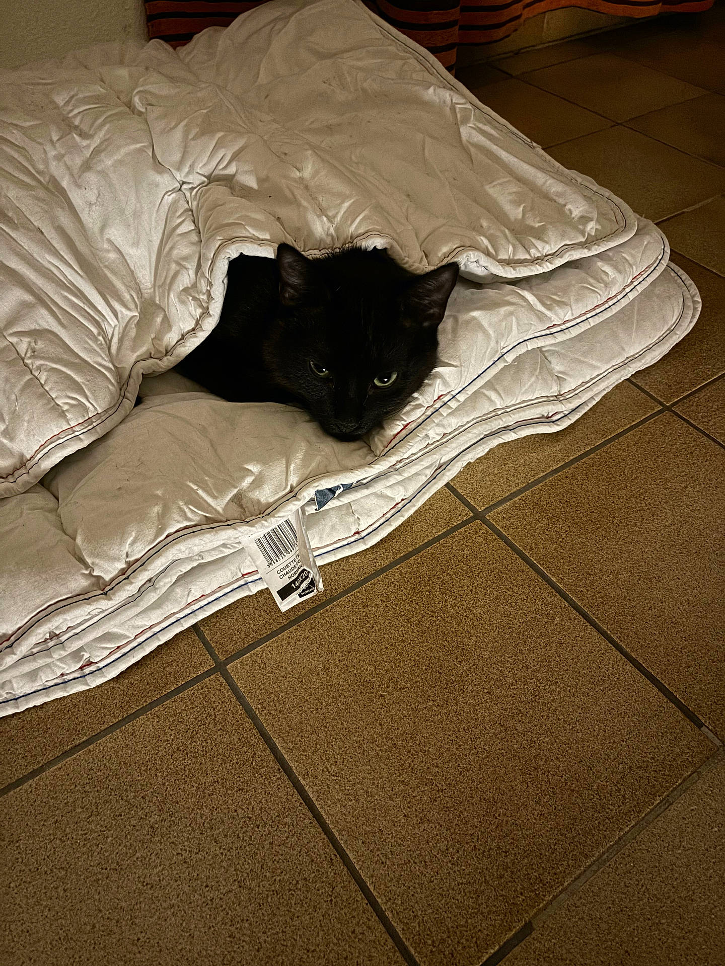 animal, bed, bedroom, blackcat, blanket, cat, computer, couch, electronics, furniture, hardwood, indoors, kitten, laptop, manx, pc, pet, quilt, room, wood