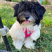 Bounty a rejoint le concours — aidez-le/la à gagner de superbes lots ! dog, puppy, grass, outdoor, pet, fur, black_and_white, pink_harness, tongue_out, garden, garden_gnome, cute, animal, nature, playful, small_dog, fluffy, sitting, happy, leash