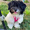 dog, puppy, grass, outdoor, pet, fur, black_and_white, pink_harness, tongue_out, garden, garden_gnome, cute, animal, nature, playful, small_dog, fluffy, sitting, happy, leash