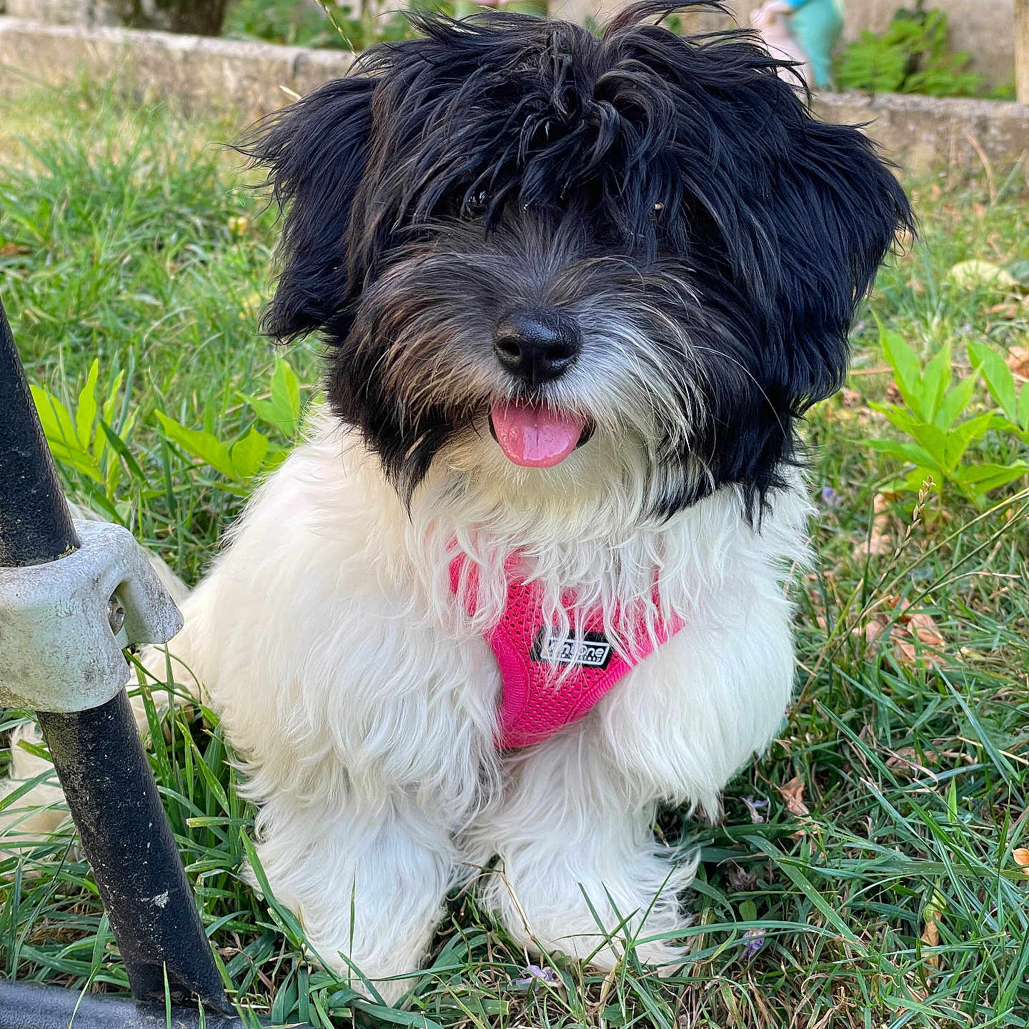 Bounty a rejoint le concours — aidez-le/la à gagner de superbes lots ! dog, puppy, grass, outdoor, pet, fur, black_and_white, pink_harness, tongue_out, garden, garden_gnome, cute, animal, nature, playful, small_dog, fluffy, sitting, happy, leash