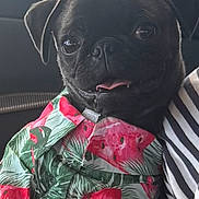 Wally Freeze joined the competition — help win amazing prizes! dog, pug, black_dog, puppy, pet, tropical_shirt, watermelon_print, leaf_print, clothing, tongue_out, cute, portrait, indoor, car, striped_shirt, animal, closeup, sitting, companion, adorable