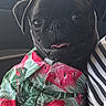 dog, pug, black_dog, puppy, pet, tropical_shirt, watermelon_print, leaf_print, clothing, tongue_out, cute, portrait, indoor, car, striped_shirt, animal, closeup, sitting, companion, adorable