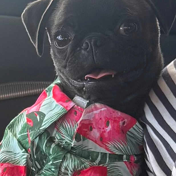 Wally Freeze joined the competition — help win amazing prizes! dog, pug, black_dog, puppy, pet, tropical_shirt, watermelon_print, leaf_print, clothing, tongue_out, cute, portrait, indoor, car, striped_shirt, animal, closeup, sitting, companion, adorable