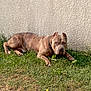 Koba participe au concours pour gagner de l'argent avec cette photo : dog, brindle, grass, wall, outdoor, pet, canine, animal, collar, resting, alert, nature, muzzle, ears, paws, fur, sunlight, texture, greenery, watchful