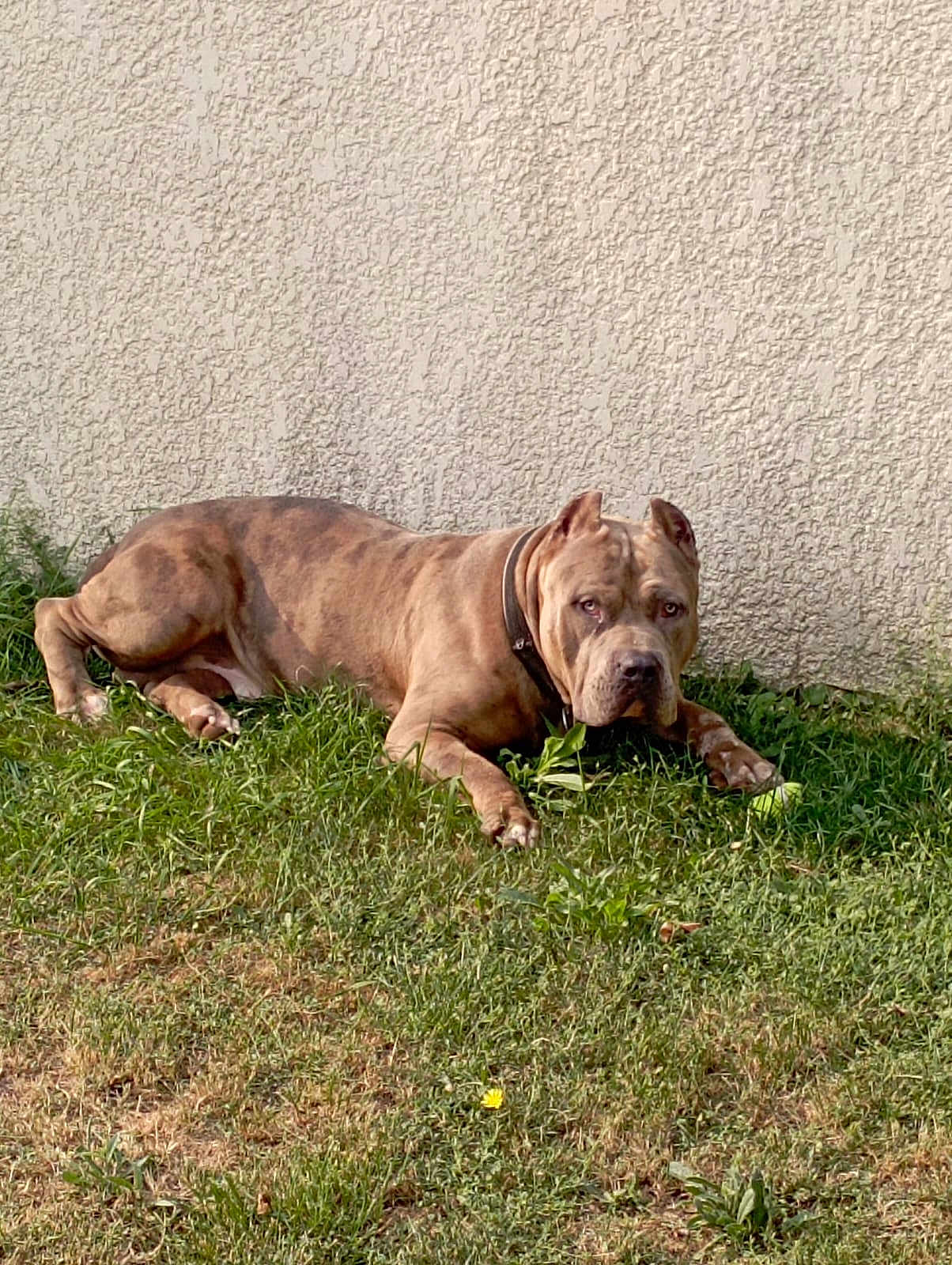 Koba participe au concours pour gagner de l'argent avec cette photo : dog, brindle, grass, wall, outdoor, pet, canine, animal, collar, resting, alert, nature, muzzle, ears, paws, fur, sunlight, texture, greenery, watchful