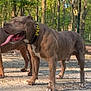 animal, canine, collar, daylight, dog, forest, fur, ground, happy, muscular, muzzle, nature, outdoor, paw, pet, playful, standing, sunlight, tongue_out, trees