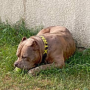 Koba a rejoint le concours — aidez-le/la à gagner de superbes lots ! dog, grass, tennis_ball, collar, outdoor, pet, canine, brown_dog, animal, playing, lying_down, wall, nature, summer, daytime, sniffing, chewing, close_up, side_view, fur
