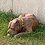 dog, grass, tennis_ball, collar, outdoor, pet, canine, brown_dog, animal, playing, lying_down, wall, nature, summer, daytime, sniffing, chewing, close_up, side_view, fur