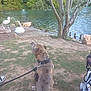 Koba participe au concours pour gagner de l'argent avec cette photo : animal, daytime, dog, duck, grass, lake, leash, nature, outdoor, park, person_shoe, pet, relaxing, stroller, summer, swan, tree, walking, water, wildlife