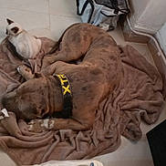 Koba participe au concours pour gagner de l'argent avec cette photo : animal, blanket, brown, cat, collar, companion_animals, corner, dog, domestic, floor, fur, indoor, pet, quiet, relaxing, resting, siamese_cat, sleeping, spotted_dog, tile_floor