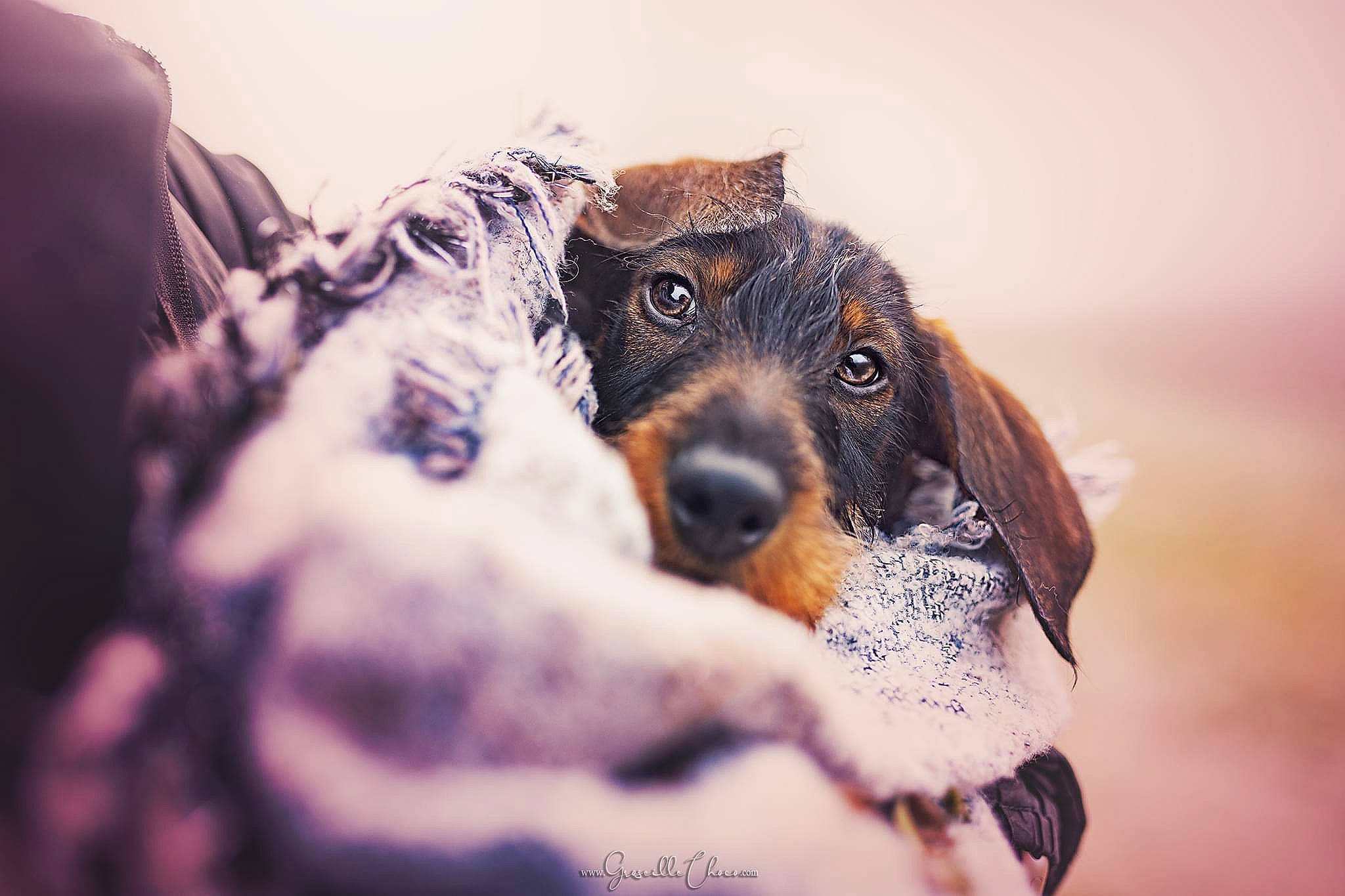 Superman a rejoint le concours — aidez-le/la à gagner de superbes lots ! canidae, carnivore, companion_dog, dog, dog_breed, eye, fur, guard_dog, happy, hunting_dog, snout, sporting_group, street_dog, whiskers, wildlife, wind_wave, winter, working_animal, working_dog