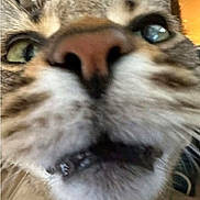 Tiger is registered to the contest to win money with this photo: animal, cat, close, close_up, curious, cute, domestic, eyes, face, feline, funny, fur, indoor, mouth, nose, pet, portrait, snout, tabby, whiskers
