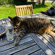 Mirabelle participe au concours pour gagner de l'argent avec cette photo : cat, tabby_cat, wooden_table, glass, guinness, outdoor, garden, green_grass, sunlight, shadow, chair, plant_pot, bicycle, flower, relaxed, pet, animal, nature, summer, daytime