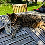 cat, tabby_cat, wooden_table, glass, guinness, outdoor, garden, green_grass, sunlight, shadow, chair, plant_pot, bicycle, flower, relaxed, pet, animal, nature, summer, daytime