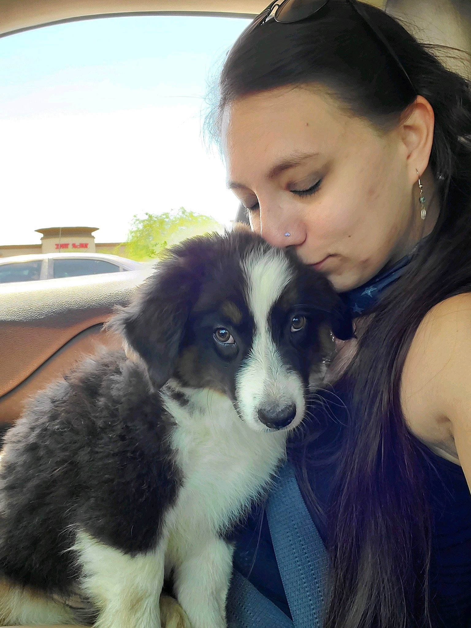 Link is registered to the contest to win money with this photo: australian_collie, australian_shepherd, border_collie, canidae, carnivore, companion_dog, dog, dog_breed, herding_dog, mammal, miniature_australian_shepherd, mucuchies, nose, puppy, puppy_love, rare_breed_dog, snout, sporting_group, vertebrate, working_dog