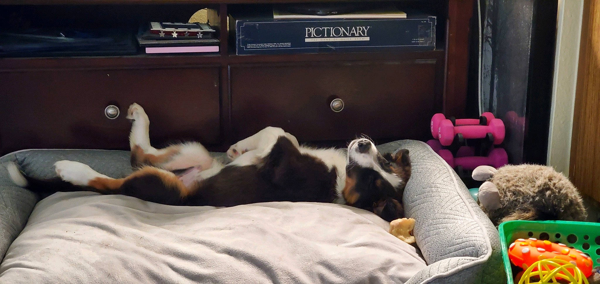 Link joined the competition — help win amazing prizes! canidae, carnivore, dog, dog_breed, nap, puppy